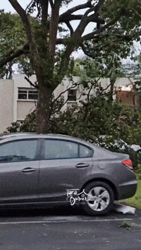Tornado Downs Trees in South Florida