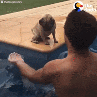 water swimming GIF by The Dodo