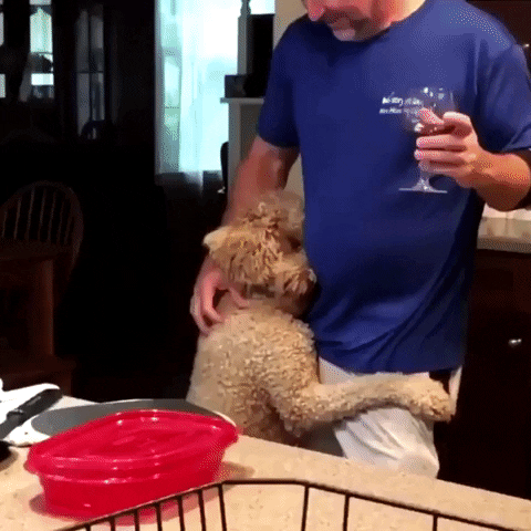 dog omg GIF by JustViral.Net