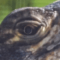 Interested Wink GIF