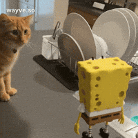 Cats Feels GIF by Darwin