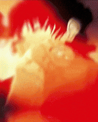 Jjk Jujutsu Kaisen GIF