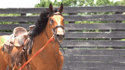 Eye Candy Horse GIF by Eye Candy Jumpers