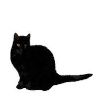 Black Cat Sticker