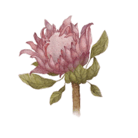 juliabegni flower flor watercolor aquarela Sticker