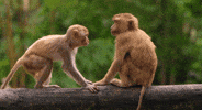 monkey GIF