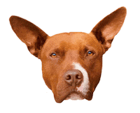 Bullybaloo Sticker by Red Beard
