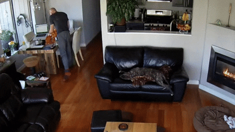 sleepy dog GIF
