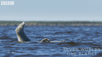 Polar Bear Swimming GIF by BBC Earth