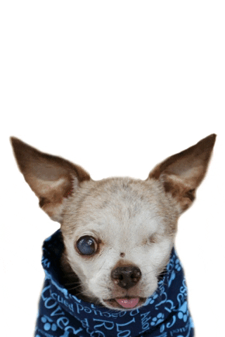 Chihuahua Harley GIF by Harley's Dream