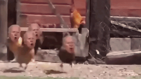 willy1 giphygifmaker chickenjoe GIF