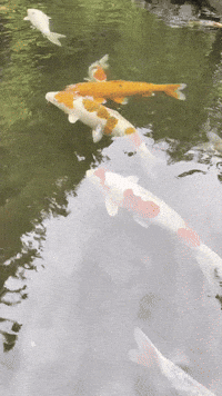 Japan Fish GIF by EDGARDUDE