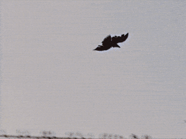 Sesame Street Bird GIF by Bell Brothers