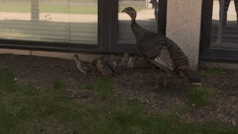 Happy Thanksgiving GIF by Minnesota State University Moorhead