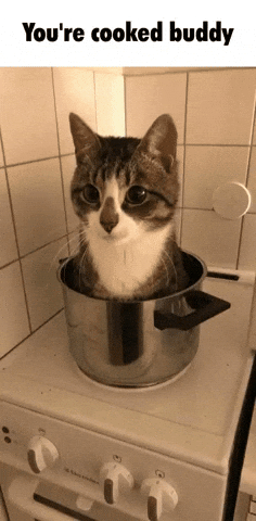 Cat Pot GIF