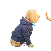 PetsBest dog puppy pet doodle Sticker