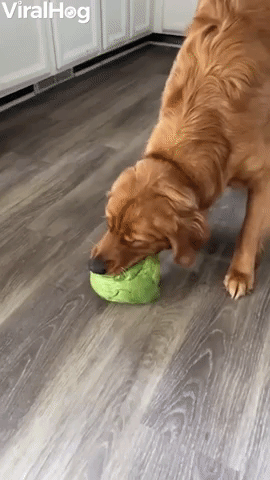 Ben the Golden Plays with Lettuce