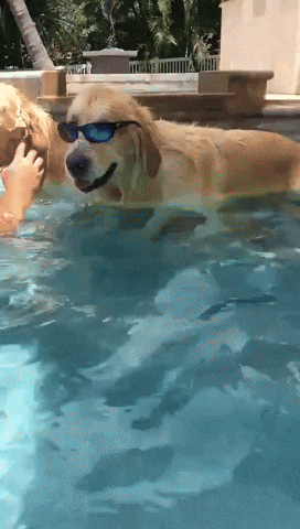 This Dog Is Too Cool for the Pool
