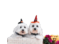 Halloween Dogs Sticker by HammyandBrody
