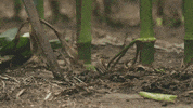 channelseed agriculture farmer corn farming GIF