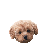 Dog Puppy Sticker