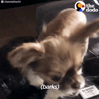 dog chihuahua GIF by The Dodo