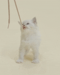 cat love GIF by Sneakersnstuff