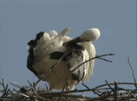Stork GIF by CRDI. Ajuntament de Girona