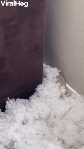 Rats Play in Couch Stuffing