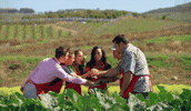 Reality TV gif. Six contestants of Masterchef in a garden bed with leafy greens put their hands together in a circle and cheer.