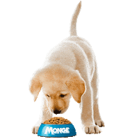 Mongepet sweet cane monge cagnolino Sticker