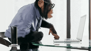 trovelle sunglasses monkey shades customer service GIF