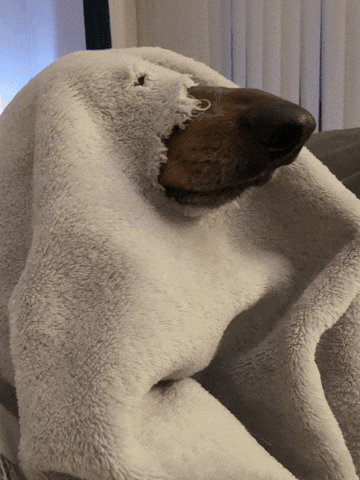 Hot Dog GIF