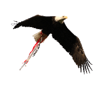 Sl Benfica Eagle Sticker by Sport Lisboa e Benfica