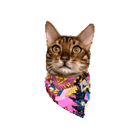 Bengal Cat Dc Sticker by Geekster Pets