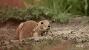 national geographic america the beautiful GIF by Nat Geo Wild