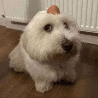 Weird Dog GIF