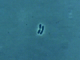 mitosis science gif GIF
