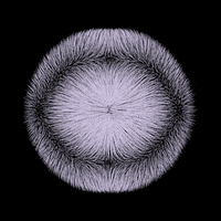 black and white love GIF by roberthruska