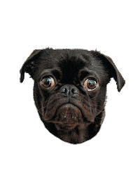 Dog Puppy Sticker by sendmeback