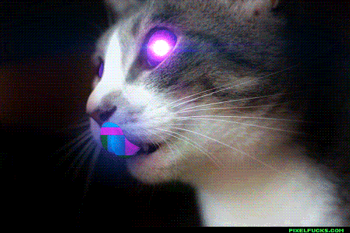 trippy cat GIF