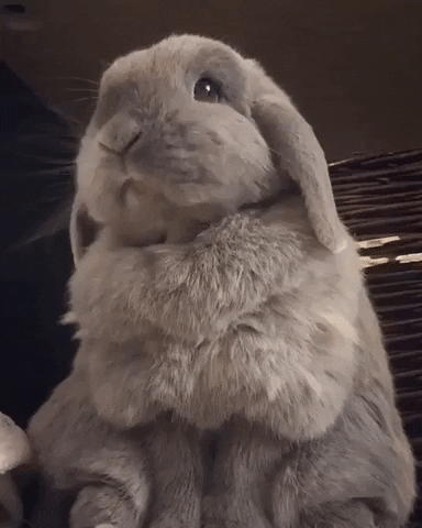 mood bunny GIF