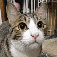 KIRARIwithYANMARS cat no angry scared GIF