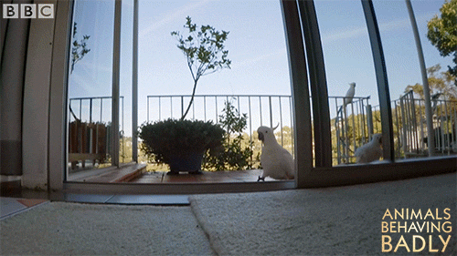 sneaking breaking in GIF by BBC