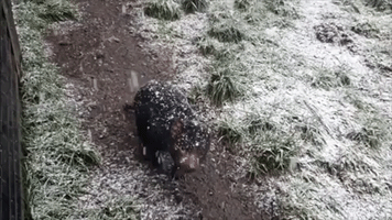 Cute Tassie Devil Does the 'Snow Shake' on Icy Cradle Mountain