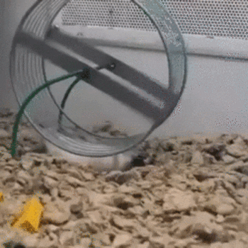 rebel GIF