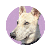 Hunde Sticker by nacani