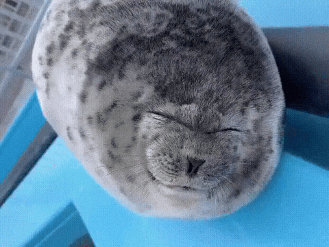 Tongue Seal GIF