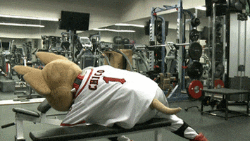 epchihuahuas giphyupload baseball chihuahua mascots GIF