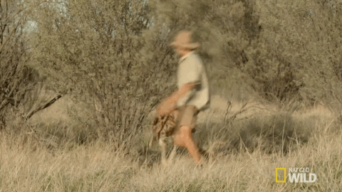 Wildlife gif. A man in safari clothes runs around a tree as fast as he can as a kangaroo jumps towards him